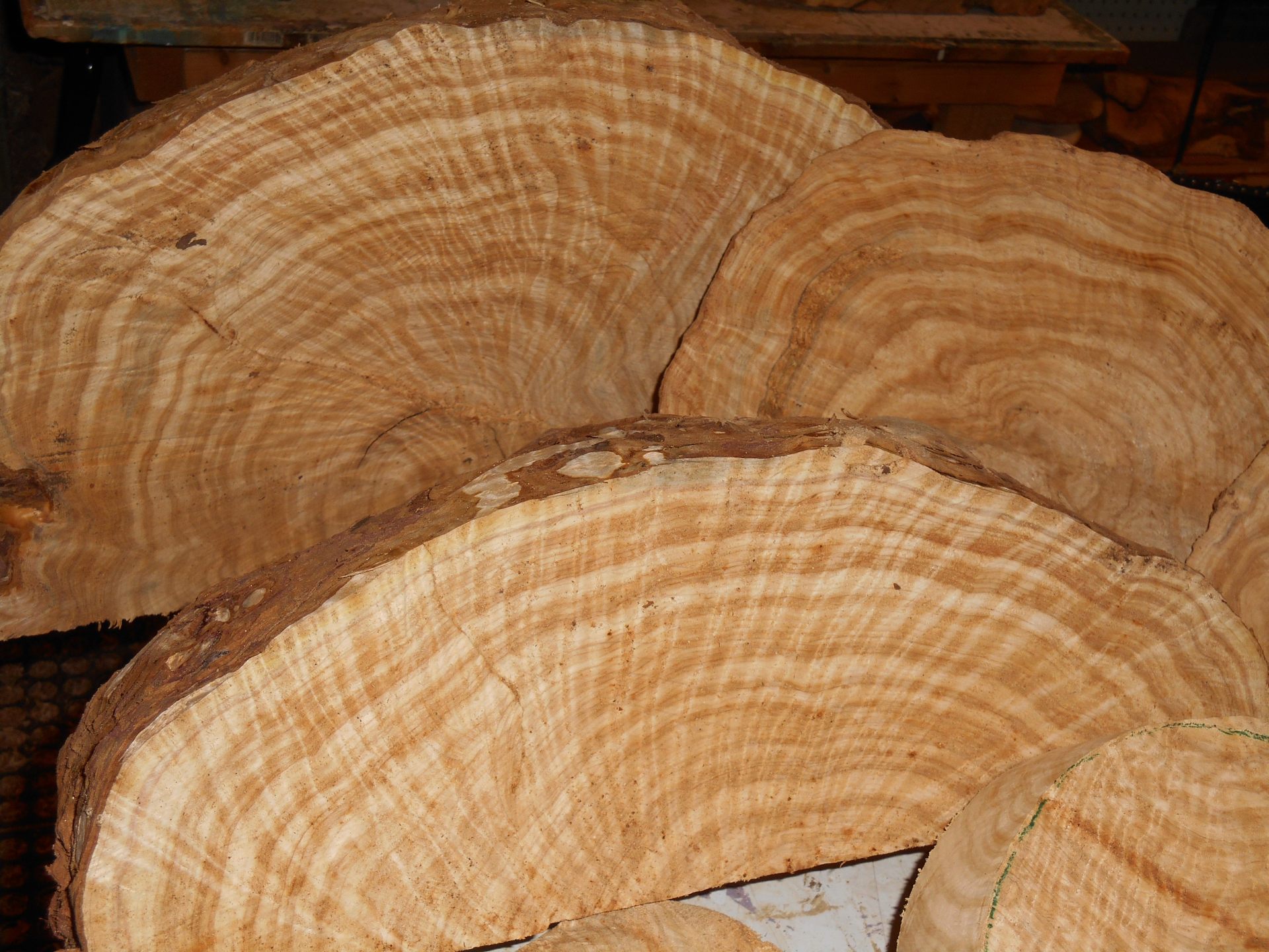 Cedar Burl